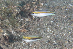 Scolopsis affinis