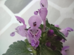 Lamium