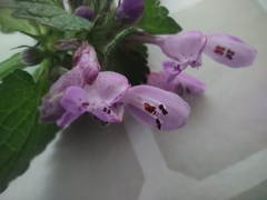 Lamium