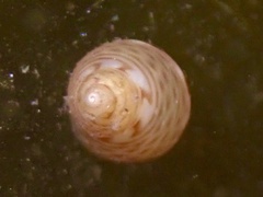 Phasianellidae