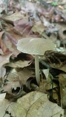 Psathyrella kauffmanii