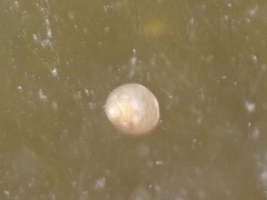 Phasianellidae