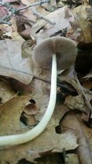 Psathyrella kauffmanii