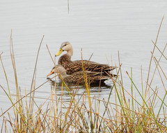 Anas fulvigula image