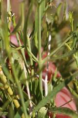 Justicia spartioides