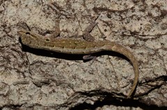 Lygodactylus expectatus
