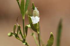 Justicia spartioides