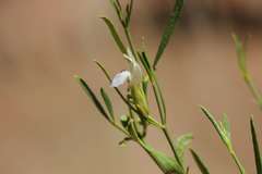 Justicia spartioides