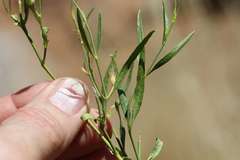 Justicia spartioides