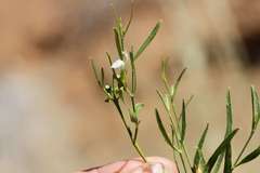 Justicia spartioides