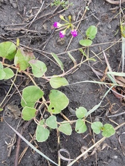 Commicarpus