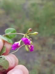 Commicarpus