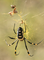 Trichonephila senegalensis