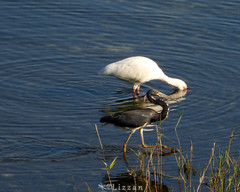 Egretta tricolor image