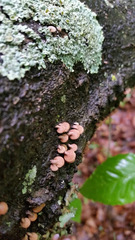 Porodisculus pendulus