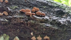 Porodisculus pendulus