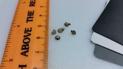 Porodisculus pendulus