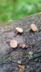 Porodisculus pendulus