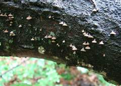 Porodisculus pendulus