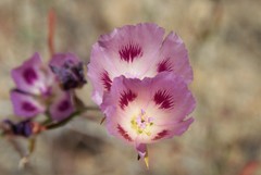 Clarkia speciosa