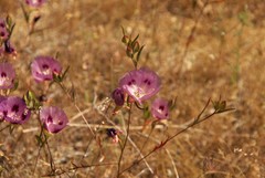 Clarkia speciosa