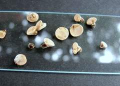 Porodisculus pendulus