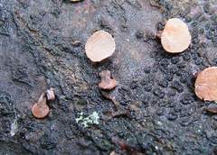 Porodisculus pendulus