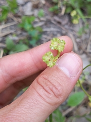 Valerianella amarella