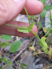 Valerianella amarella