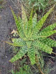 Aloe greatheadii greatheadii