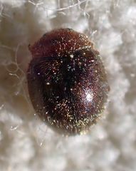 Rhyzobius lophanthae