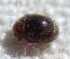 Rhyzobius lophanthae