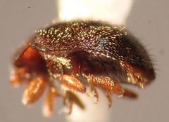 Rhyzobius lophanthae