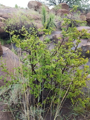Vangueria parvifolia