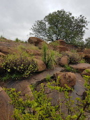 Tetradenia brevispicata