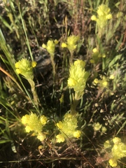 Castilleja rubicundula lithospermoides