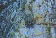 Petrophytum caespitosum