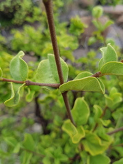 Vangueria parvifolia