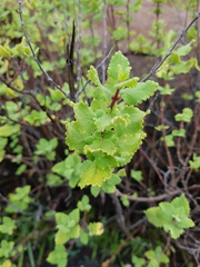 Tetradenia brevispicata