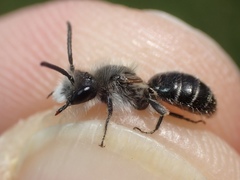 Andrena barbilabris