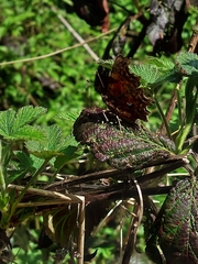 Polygonia c-album