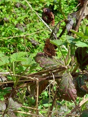 Polygonia c-album