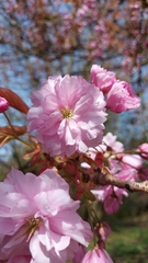 Prunus serrulata