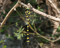 Cordulegaster picta