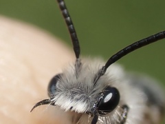 Andrena barbilabris