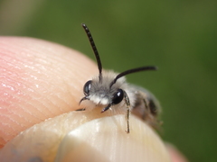 Andrena barbilabris