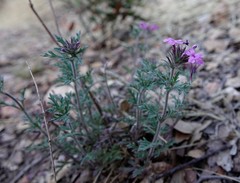 Glandularia chiricahensis