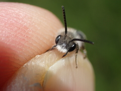 Andrena barbilabris