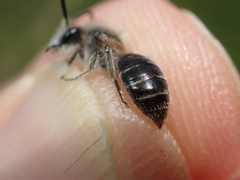 Andrena barbilabris