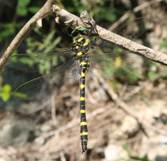 Cordulegaster picta